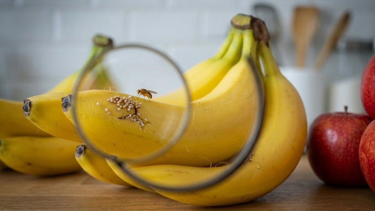 a97224ee2b7b640d4b1e9befb35dace2_1774915664_8413.jpg a97224ee2b7b640d4b1e9befb35dace2_1774915664_8413.jpg